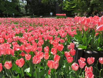 Pink tulips blooming outdoors