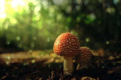 Close-up of fly agaric mushroom on field