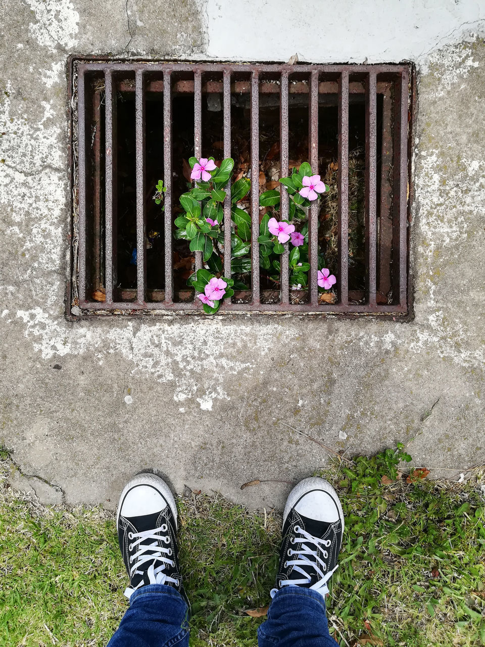 LOW SECTION OF PERSON STANDING BY FLOWERING PLANTS