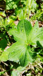 Close-up of wet plant leaves