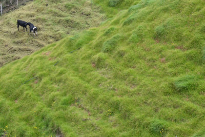 Sheep grazing in field