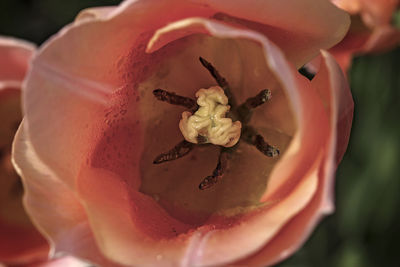 Close-up of fresh red rose flower