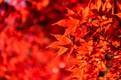 Close-up of maple leaves on tree during autumn