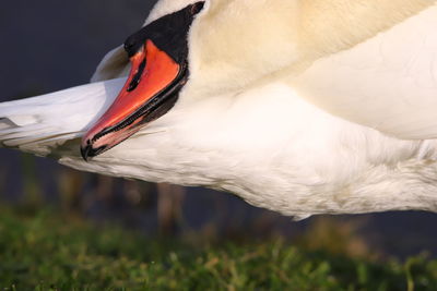 Close-up of swan