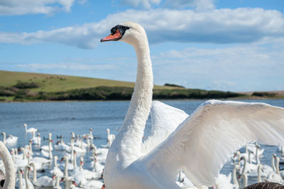 Swan in a sea against sky