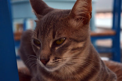Close-up portrait of cat
