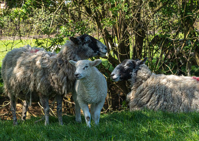 Four week old lambs and sheep low angle view portrait in green grass field