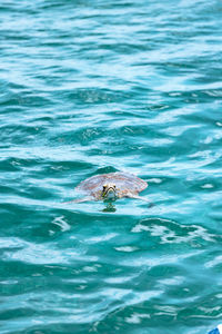 High angle view of swimming in sea