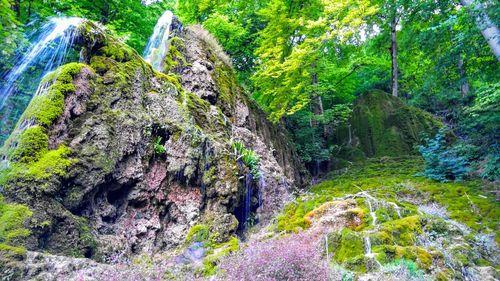 Scenic view of waterfall in forest