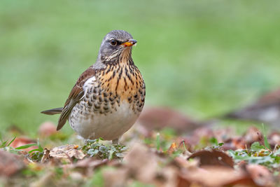 Close-up of a bird perching on a field