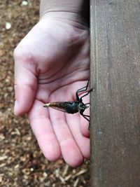 Close-up of cropped hand