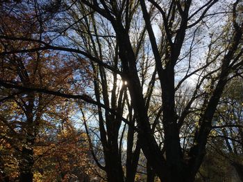 Low angle view of bare trees against sky