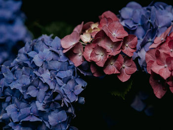 Close-up of wilted roses against black background