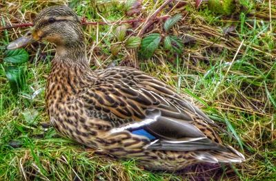 Bird on grassy field