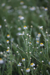 Close-up of white flowering plants on field