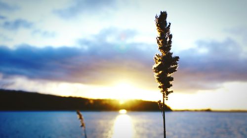Close-up of plant against sky at sunset