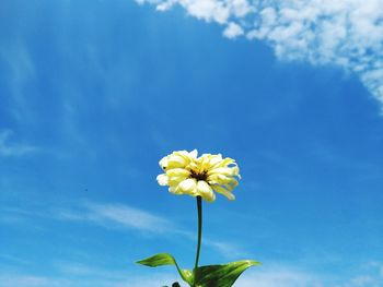 Close-up of yellow flowering plant against blue sky