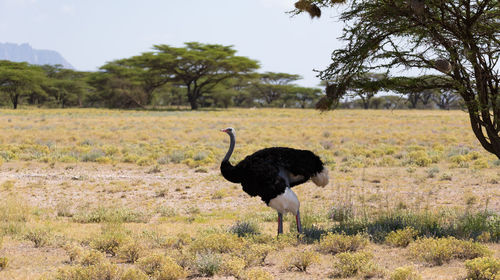 View of a bird on field