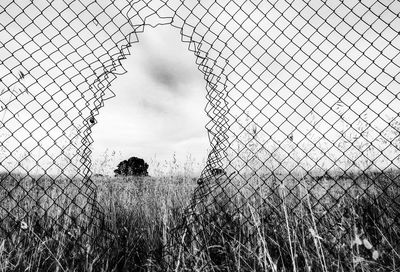 Plants growing on field seen through chainlink fence