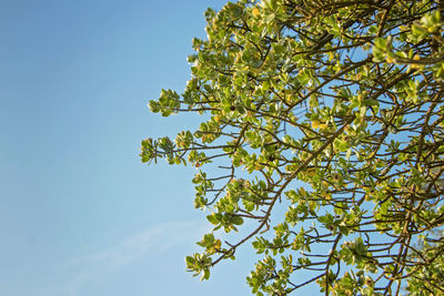 Low angle view of flowering tree against clear sky