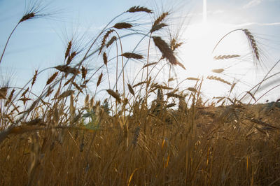 Close-up of wheat field against sky