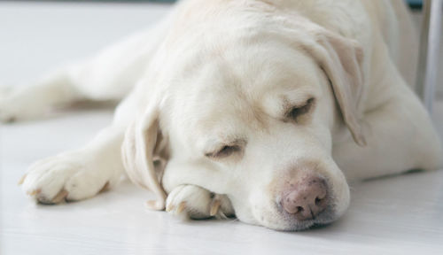 Labrador retriever portrait. dog sleeping on the kitchen floor