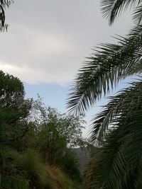 Low angle view of palm trees against sky