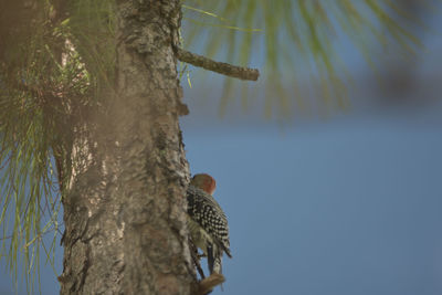 Low angle view of bird on tree trunk