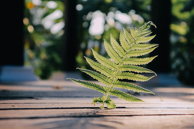 Close-up of potted plant on table