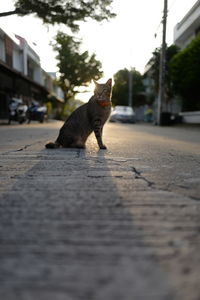View of a cat on road