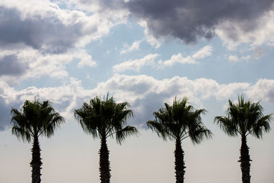 Low angle view of coconut palm trees against sky