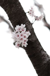 Low angle view of cherry blossom tree