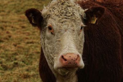 Portrait of cow