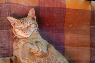 Cat resting on sofa at home