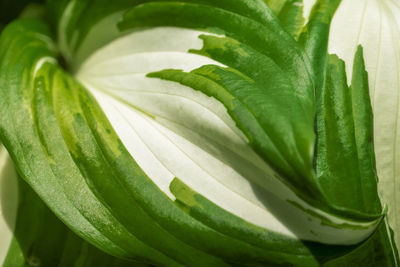Close-up of fresh green leaves