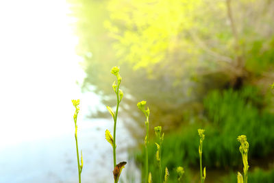 Close-up of yellow flowering plant