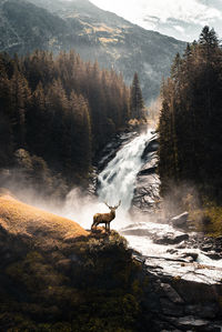 Scenic view of a deer in front of a waterfall in forest. 