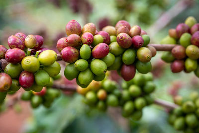 Close-up of berries growing on plant