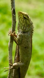Close-up of chameleon on branch
