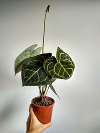 Close-up of hand holding potted plant