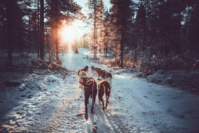 Full length of horse walking on snow covered land