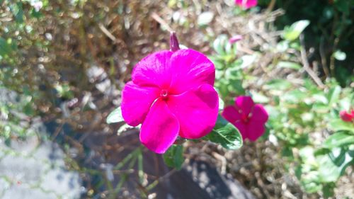 Close-up of pink cosmos blooming outdoors