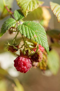 Close-up of strawberries growing on plant