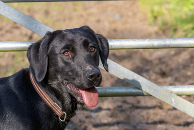 Close up portrait of a cute black labrador puppy in front of a metal gate