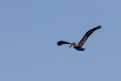 Low angle view of eagle flying in sky