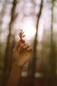 Cropped hand of person holding plant