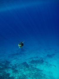 Jellyfish swimming in sea