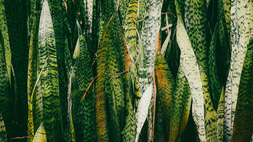 Full frame shot of plants hanging from plant