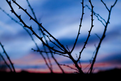 Close-up of silhouette plant against sky at sunset