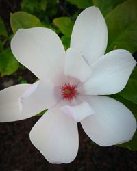 Close-up of white flowers blooming in park